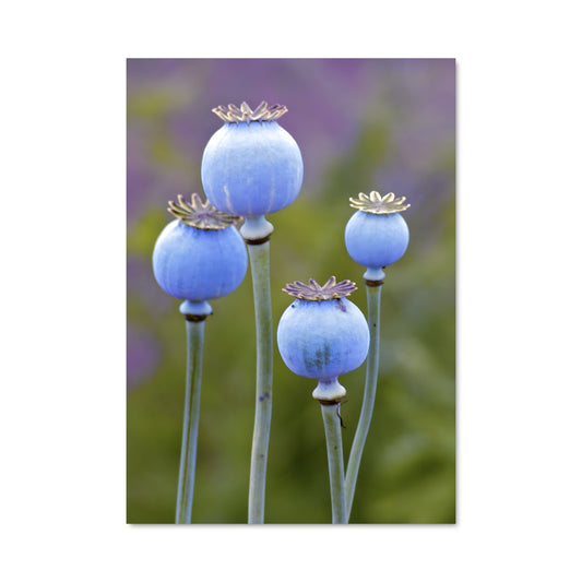 Poster Poppy 96683
