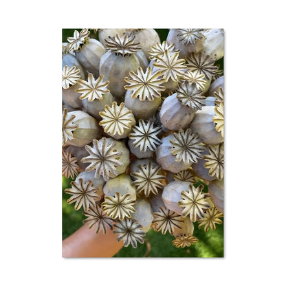 Poster Fleur de Poppy