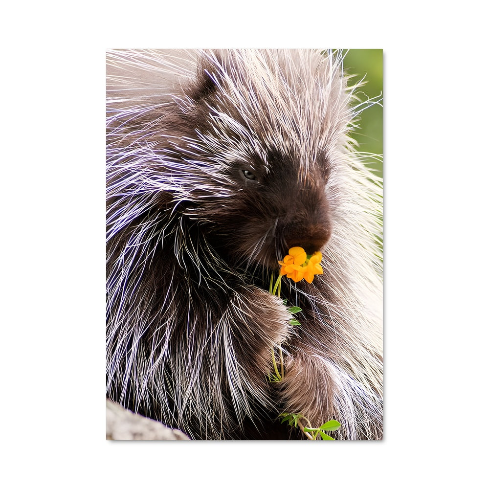 Poster Porc-Épic Floral