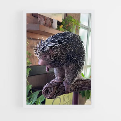 ap-porcupine-3 cadre Blanc