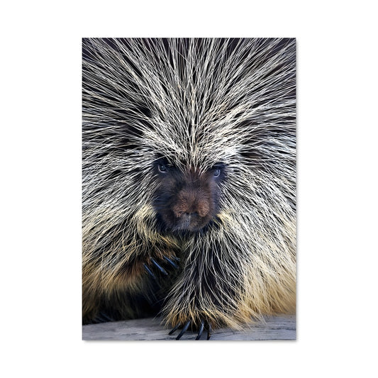 Poster Porc-épic Enchanté