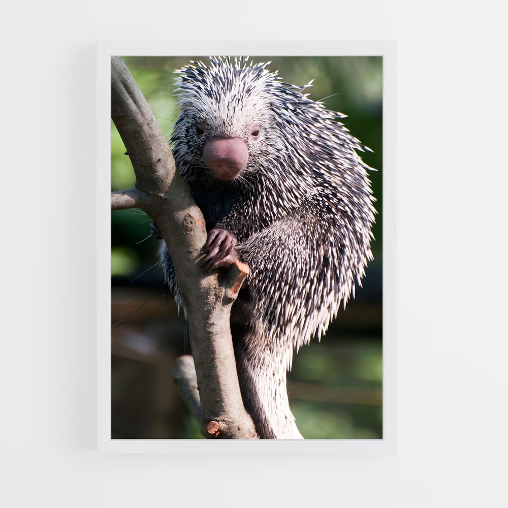 ap-porcupine-5 cadre Blanc