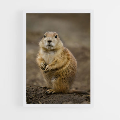ap-prairie dog-4 cadre Blanc