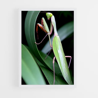 ap-praying mantis-1 cadre Blanc