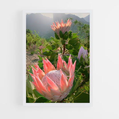 ap-protea-10 cadre Blanc