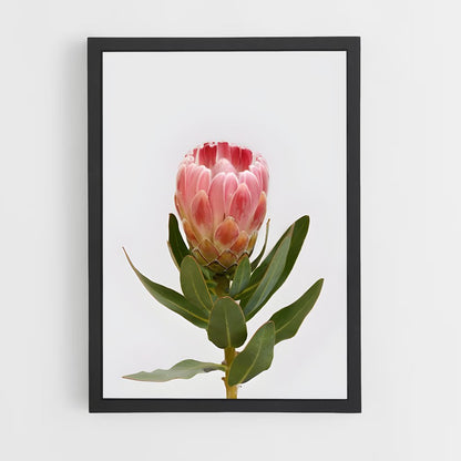 ap-protea-8 cadre Noir
