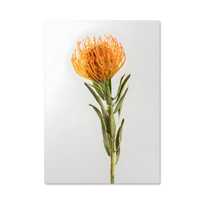 Poster Protea 96711