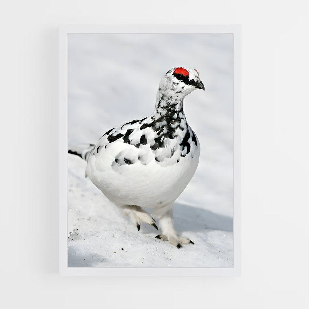 ap-ptarmigan-1 cadre Blanc