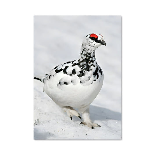 Poster Le Lagopède Éclatant