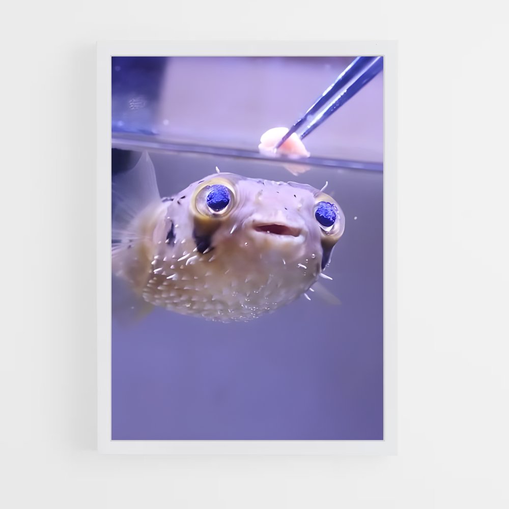 ap-pufferfish-1 cadre Blanc
