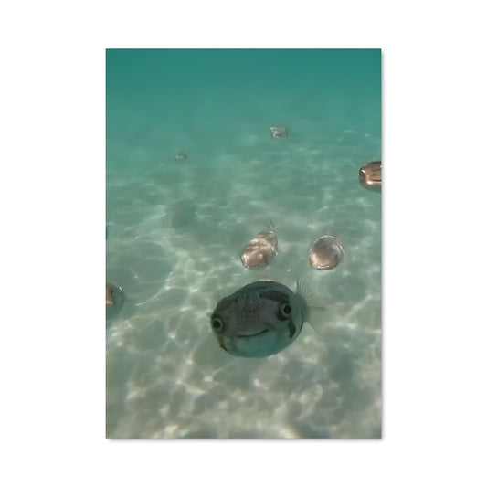 Poster Pufferfish 84185