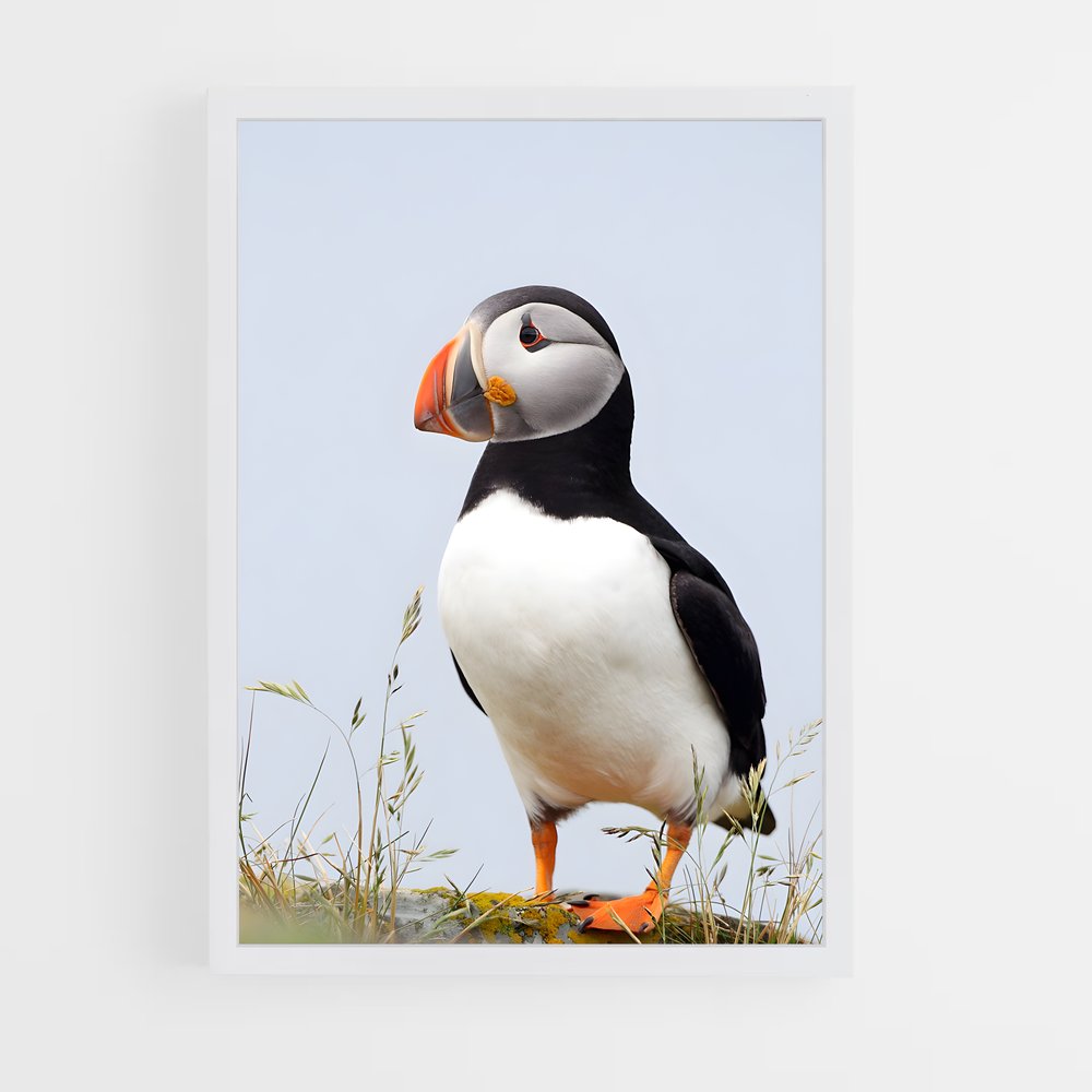 ap-puffin-6 cadre Blanc