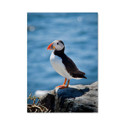 Poster Le Pinguin Éclaireur