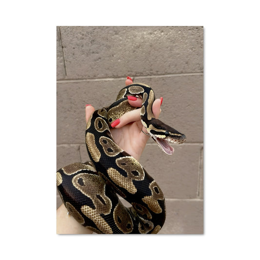 Poster Python Embrassé