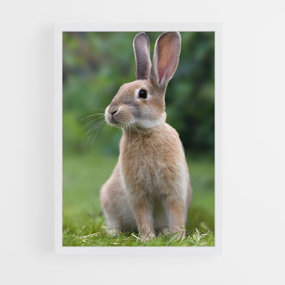 ap-rabbit-1 cadre Blanc