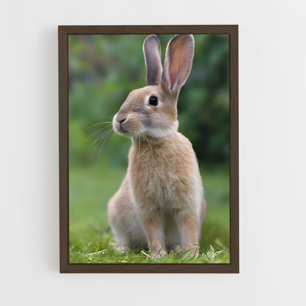 ap-rabbit-1 cadre Bois foncé