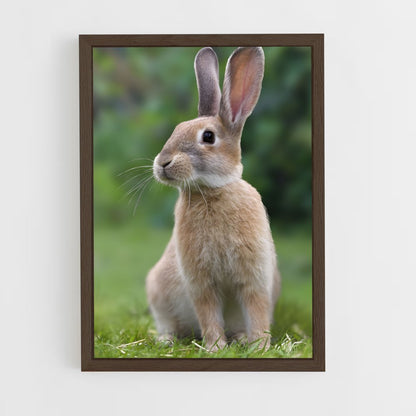 ap-rabbit-1 cadre Bois foncé