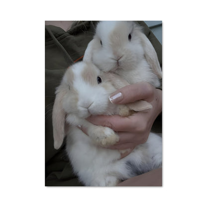 Poster Rabbit 84217