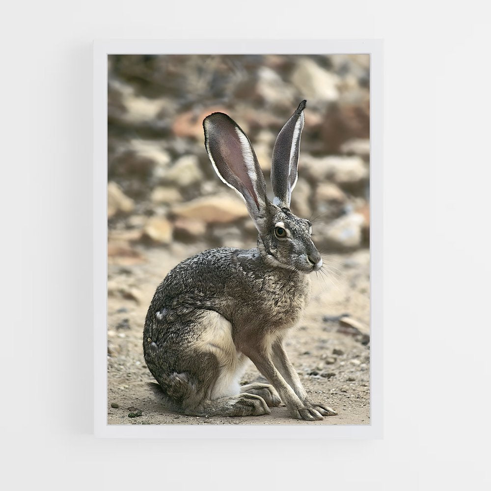 ap-rabbit-7 cadre Blanc