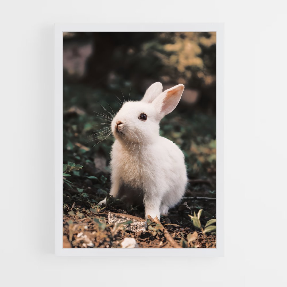 ap-rabbit-8 cadre Blanc