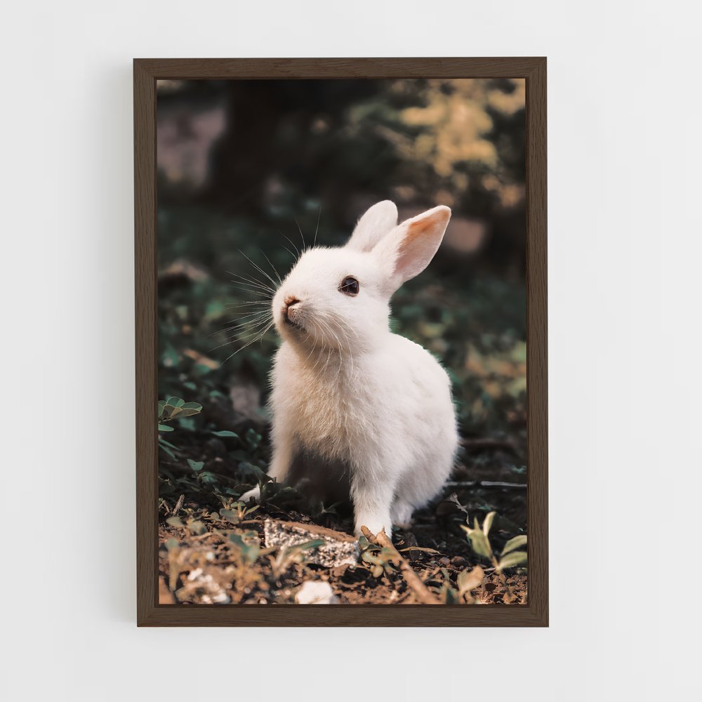 ap-rabbit-8 cadre Bois foncé