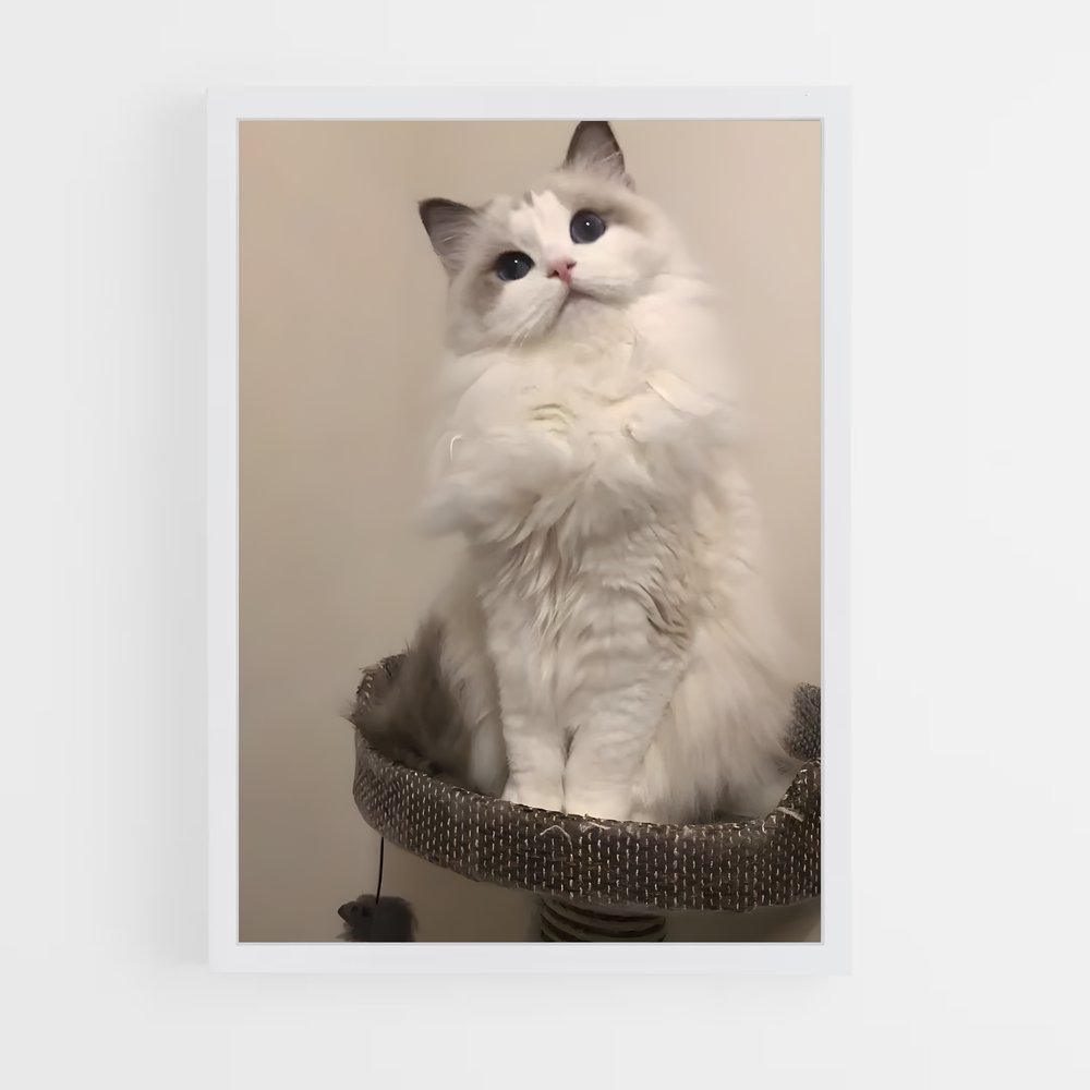 ap-ragdoll-3 cadre Blanc