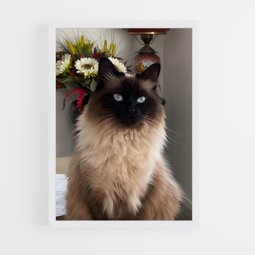 ap-ragdoll-4 cadre Blanc