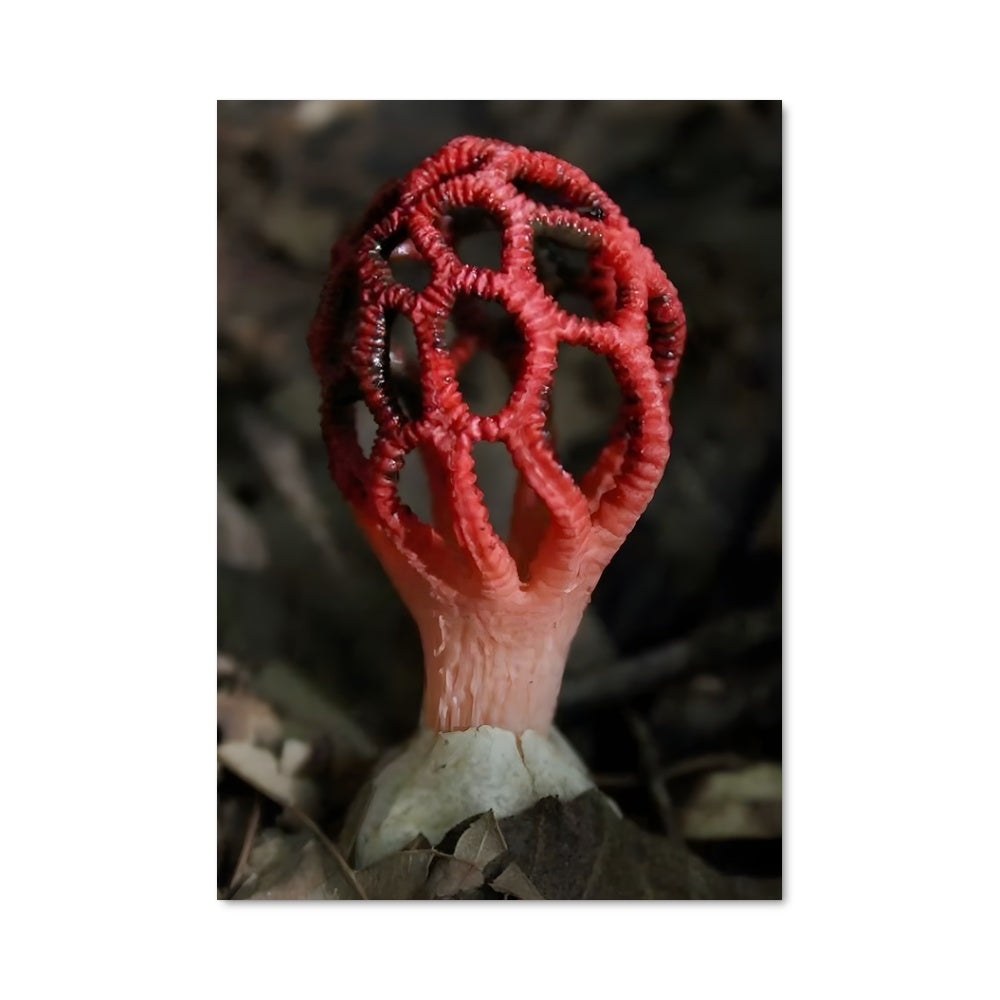 Poster Champignon Étrange