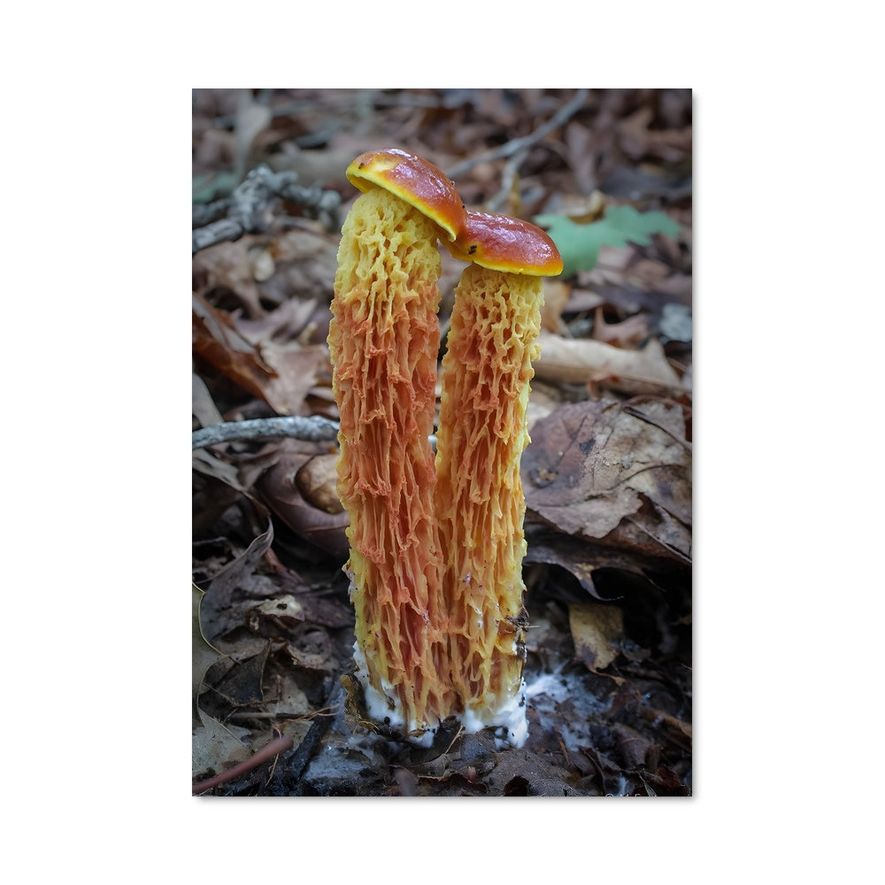 Poster Red cage fungus 94288