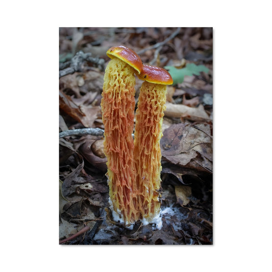 Poster Red cage fungus 94288