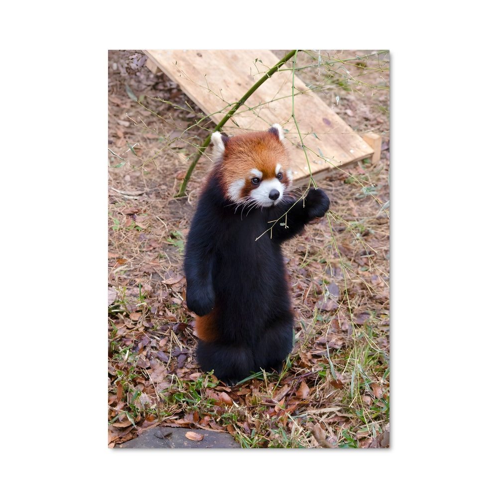 Poster Le Petit Panda Rouge