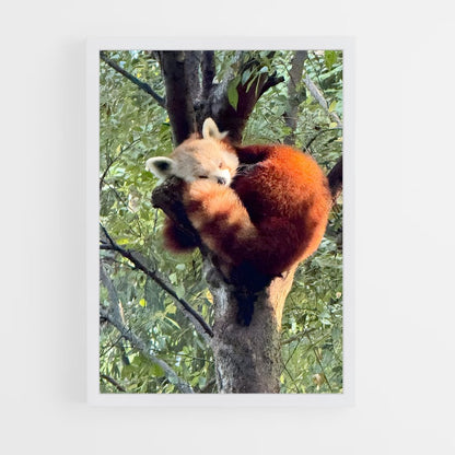 ap-red panda-2 cadre Blanc