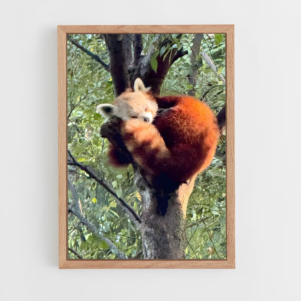ap-red panda-2 cadre Bois clair