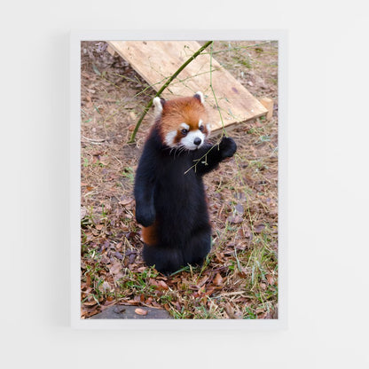 ap-red panda-5 cadre Blanc