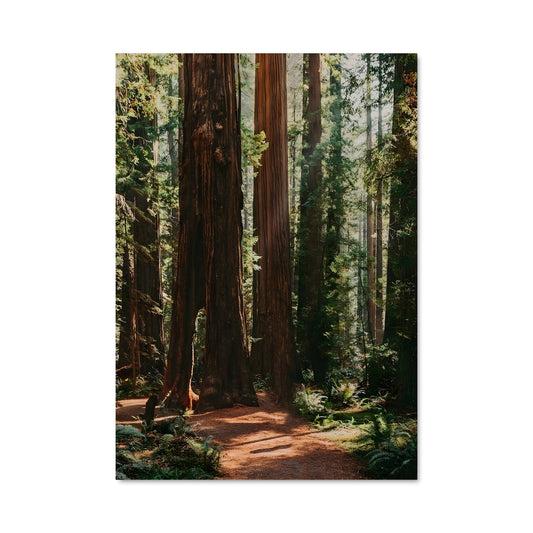 Poster Redwood forest 95001