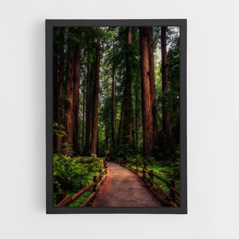 ap-redwood forest-2 cadre Noir