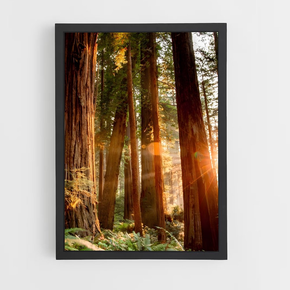 ap-redwood forest-6 cadre Noir