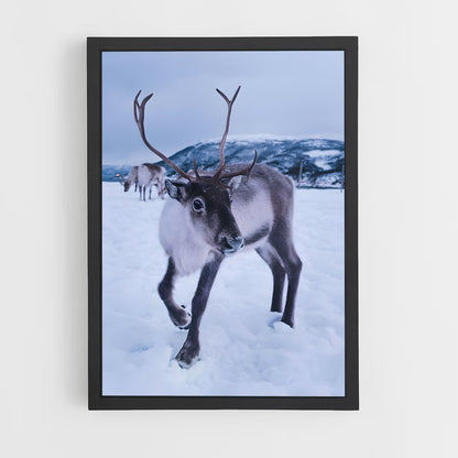 ap-reindeer-1 cadre Noir