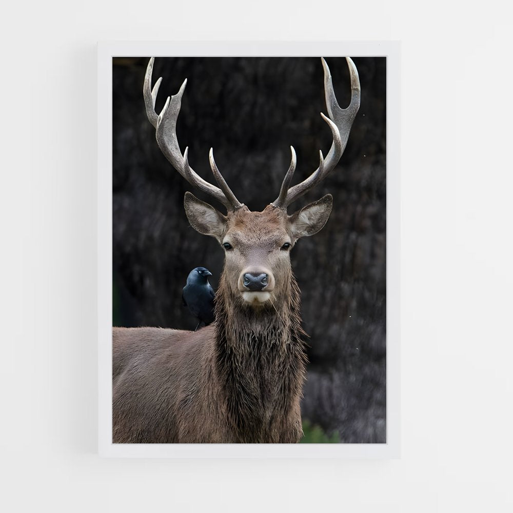 ap-reindeer-11 cadre Blanc