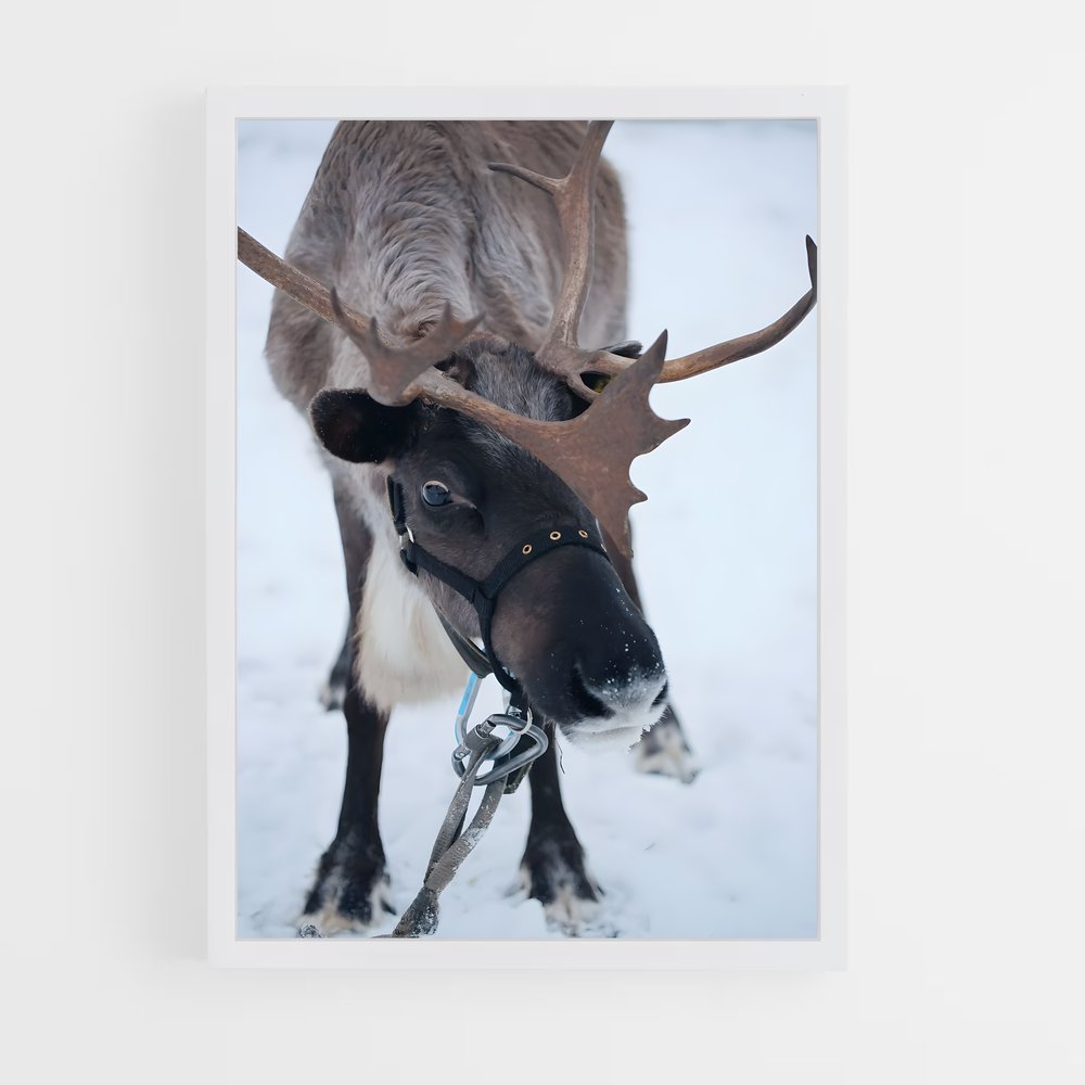 ap-reindeer-14 cadre Blanc