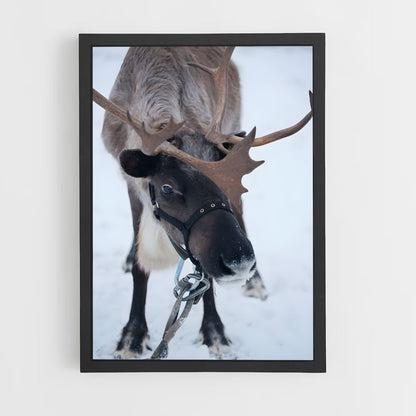 ap-reindeer-14 cadre Noir