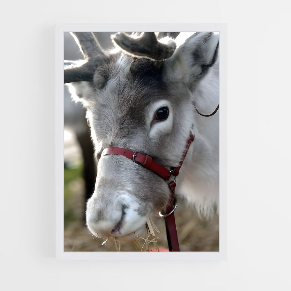 ap-reindeer-7 cadre Blanc