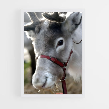 ap-reindeer-7 cadre Blanc
