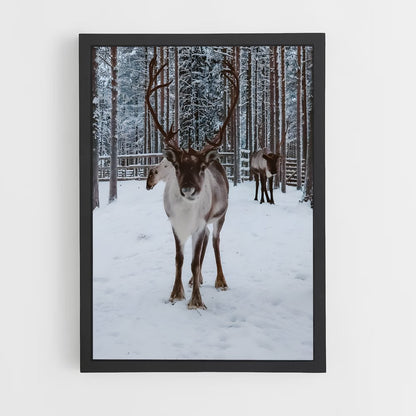 ap-reindeer-9 cadre Noir