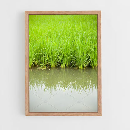 ap-rice-7 cadre Bois clair