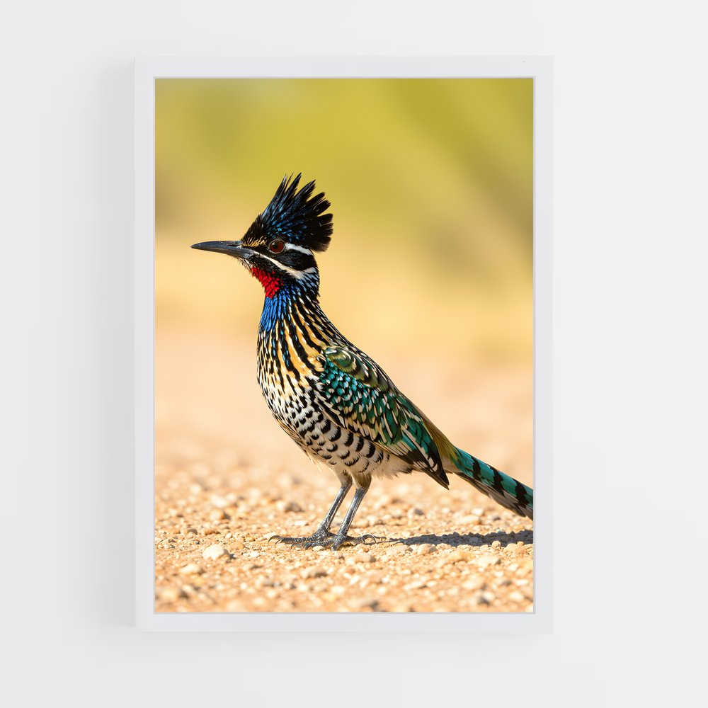 ap-roadrunner-1 cadre Blanc