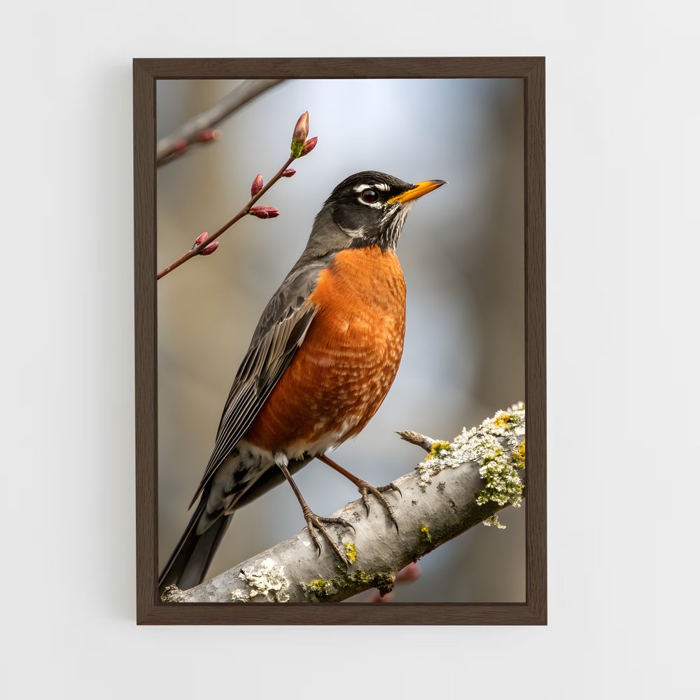 ap-robin-11 cadre Bois foncé