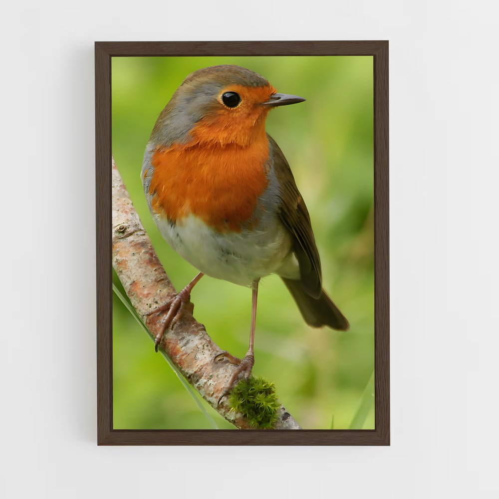 ap-robin-16 cadre Bois foncé