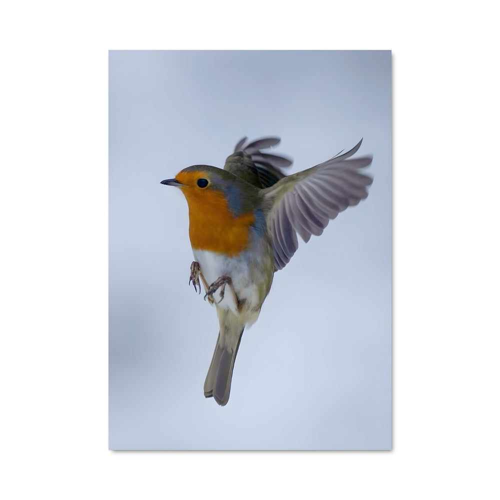 Poster Robin 84287