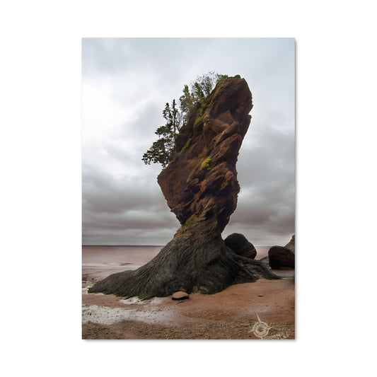 Poster Roots of the Sea